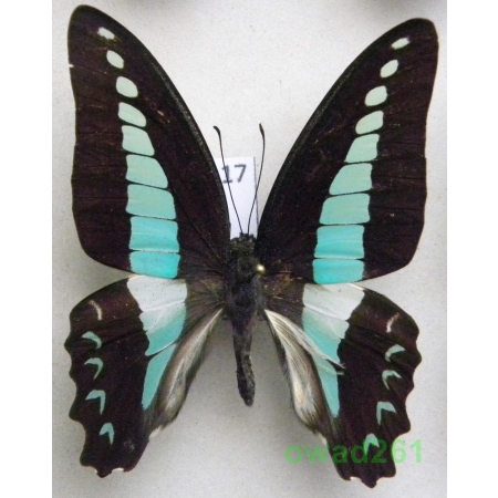 Graphium sarpedon Linnaeus, 1758 Philippines 51mm17